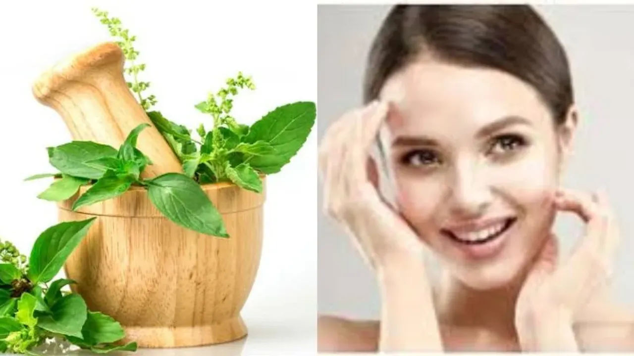 Tulsi Leaves: చిన్న ఆకుతో ముఖంపై ముడతలన్నీ మాయం..మెరవడం ఖాయం