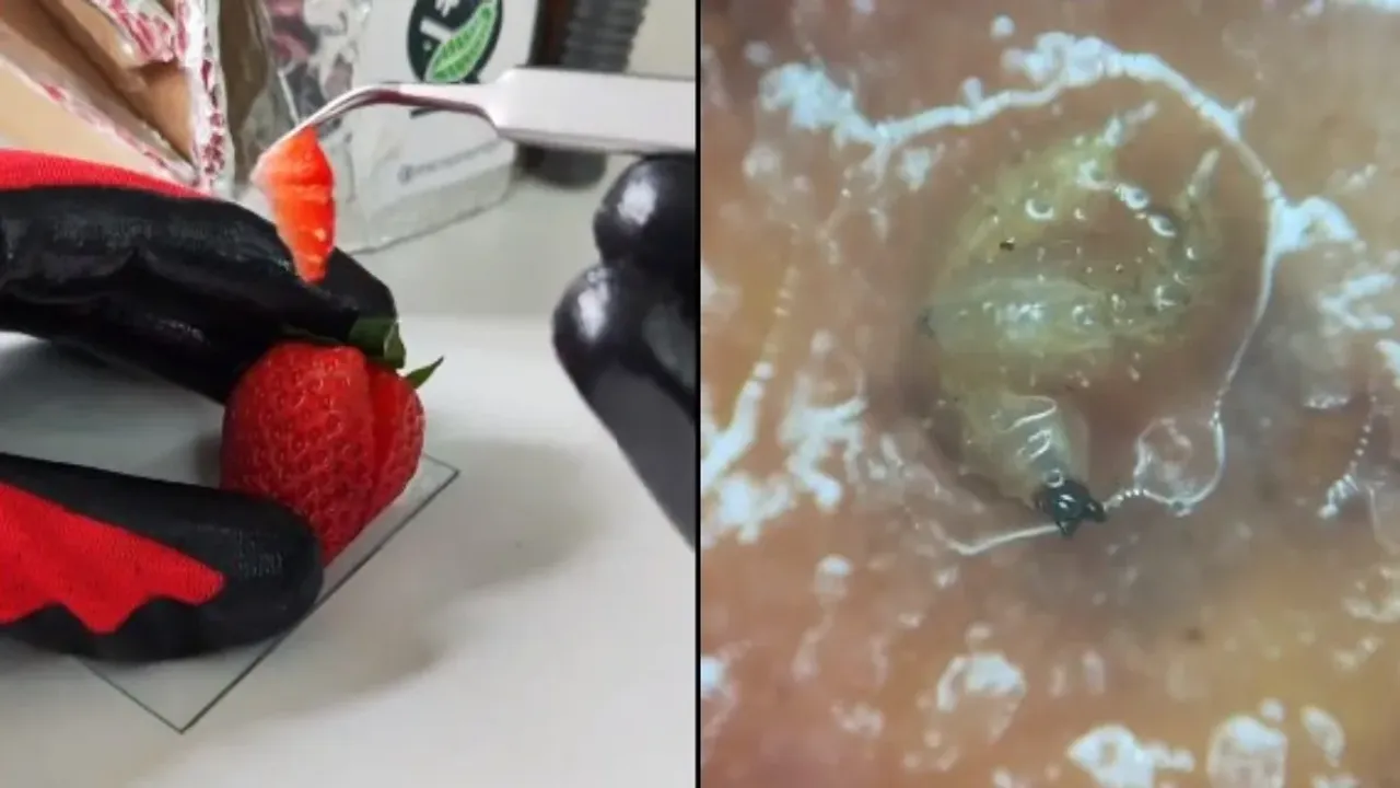Strawberry Viral Video: వామ్మో.. స్ట్రాబెర్రీని మైక్రోస్కోప్‌లో చూస్తే అస్సలు తినరు
