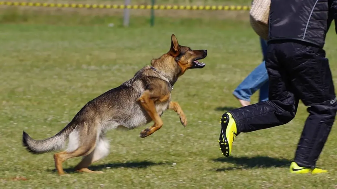 Dog Chased: నడుస్తున్నప్పుడు కుక్కలు వెంబడిస్తే తప్పించుకోవటం ఎలా?