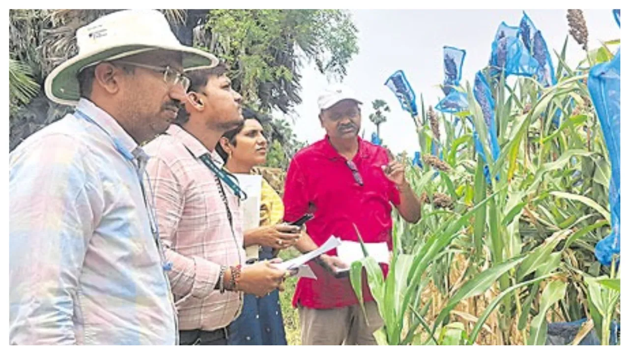 Sorghum Crop: కొత్త రకం జొన్న పంటలో పుష్కలంగా ఇథనాల్‌..
