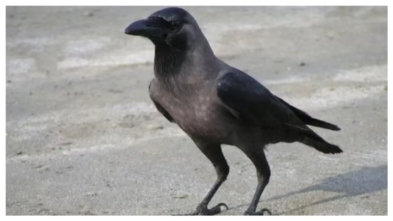 Crow: ఇంటి ముందు కాకి అరుపు దేనికి సంకేతం..!