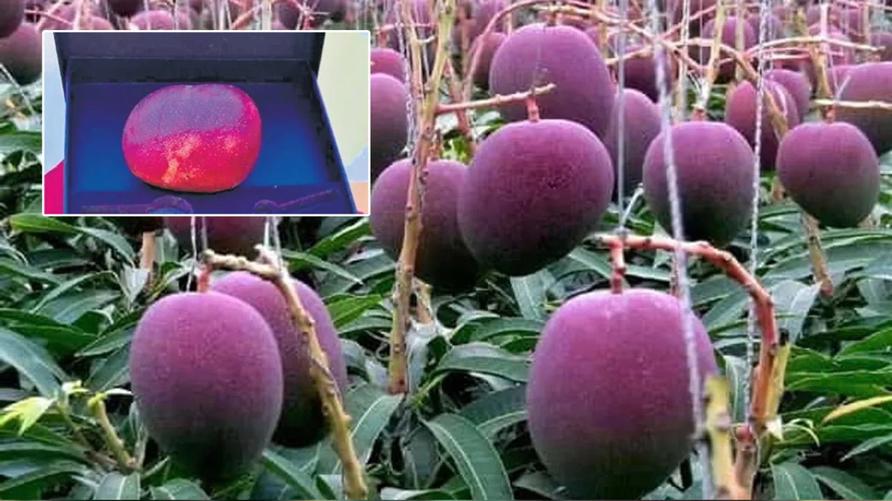 Miyazaki Mango: ఏమండోయ్..ఇది విన్నారా? ఒక్క మామిడి పండు 10 వేలు..ఏంటో అంత స్పెషల్..? 
