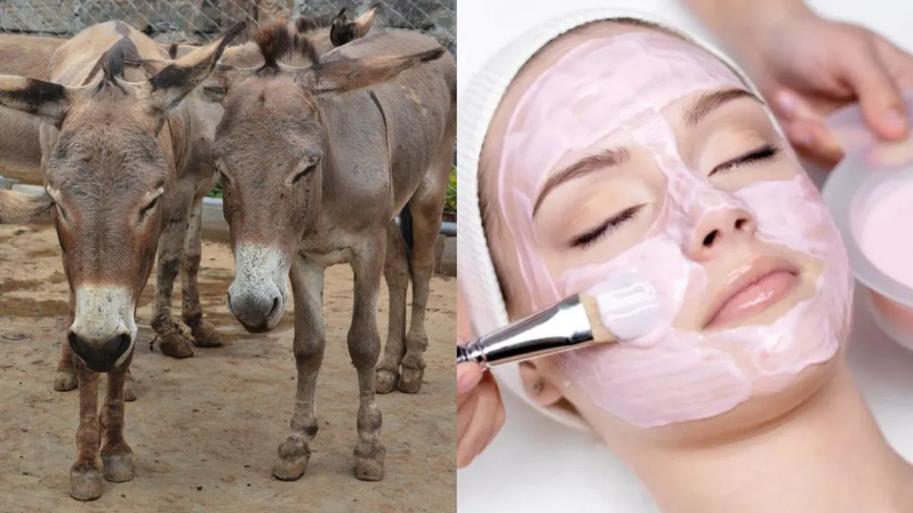 Donkey Skin: స్టామినా, అందం పెంచే మందులను గాడిదలను చంపి తయారు చేస్తారని తెలుసా?