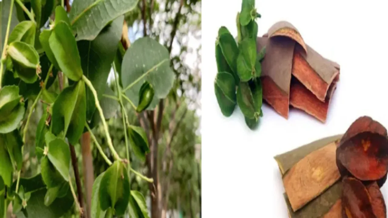 Health Tips : అర్జున బెరడు ఈ వ్యాధులకు ఔషధంగా పనిచేస్తుంది, ఎలా ఉపయోగించాలో తెలుసా!