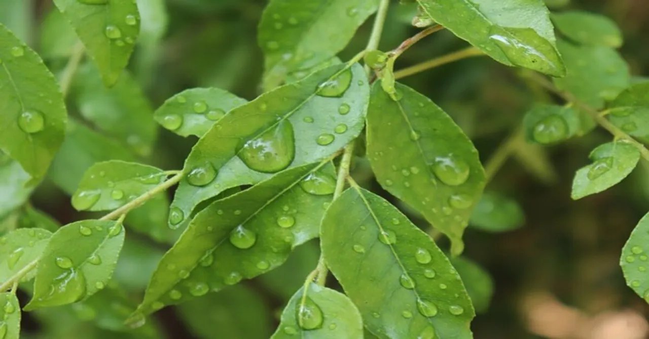 Curry Leaf: ఖాళీ కడుపుతో కరివేపాకు తింటే ఇన్ని ప్రయోజనాలా..!