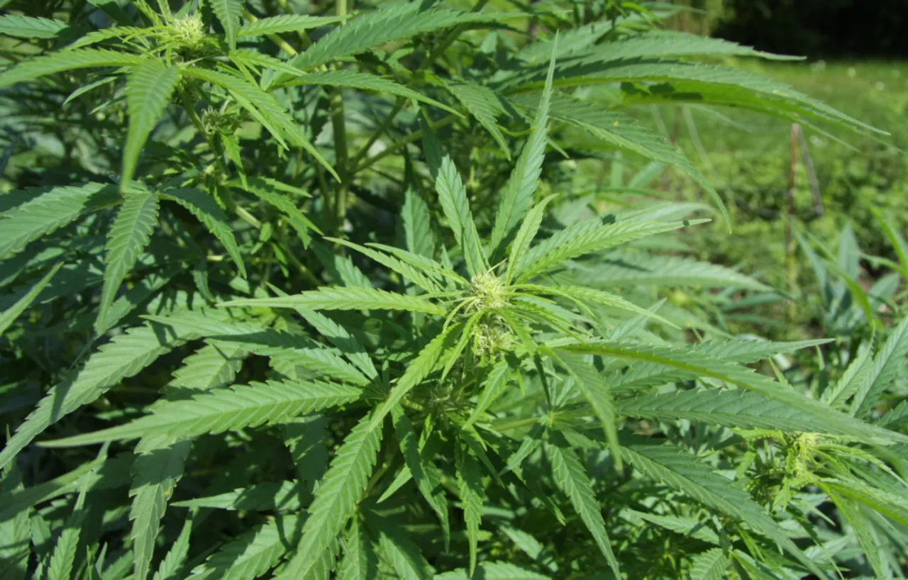 Drugs: గంజాయి గురించి అధ్యయనంలో షాకింగ్ విషయాలు.. సూసైడ్‌కు లింక్?