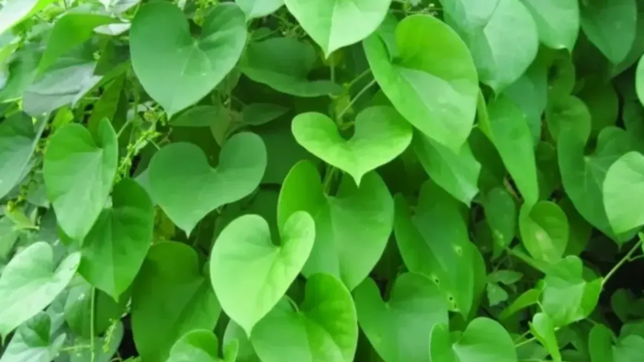 Health Tips : ఈ సమస్యలలో తిప్ప తీగ చాలా ప్రభావవంతంగా ఉంటుంది... ఎలా ఉపయోగించాలంటే!