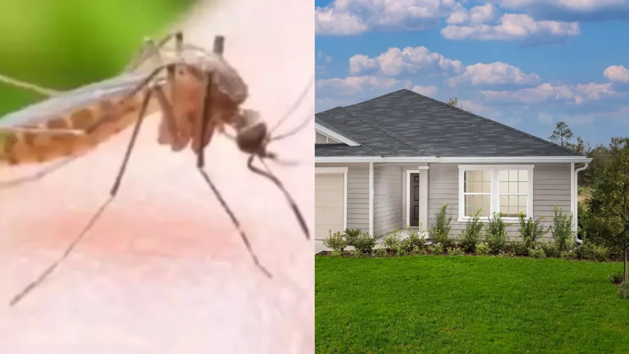 Home Tips: ఈ గడ్డిని ఇంట్లో ఉంచండి, ఒక్క దోమ కూడా మీ దగ్గరికి రాదు...!