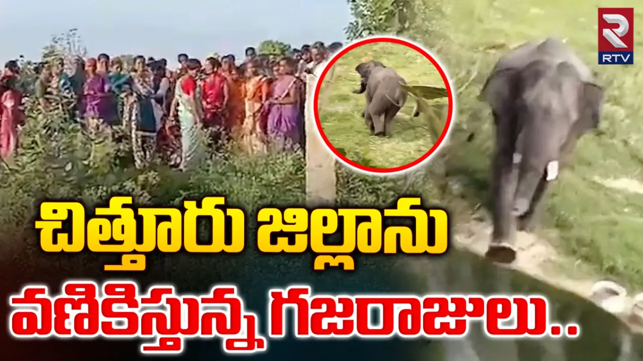 Chittoor: చిత్తూరు జిల్లాలో ఏనుగుల బీభత్సం
