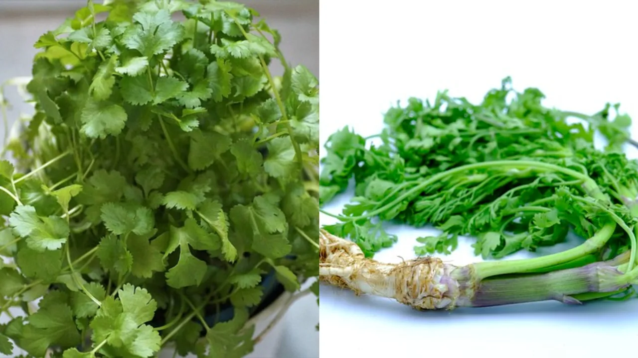 Coriander: పచ్చి కొత్తిమీరను ఇలా నిల్వ చేయండి.. లేకపోతే పాడైపోతుంది!