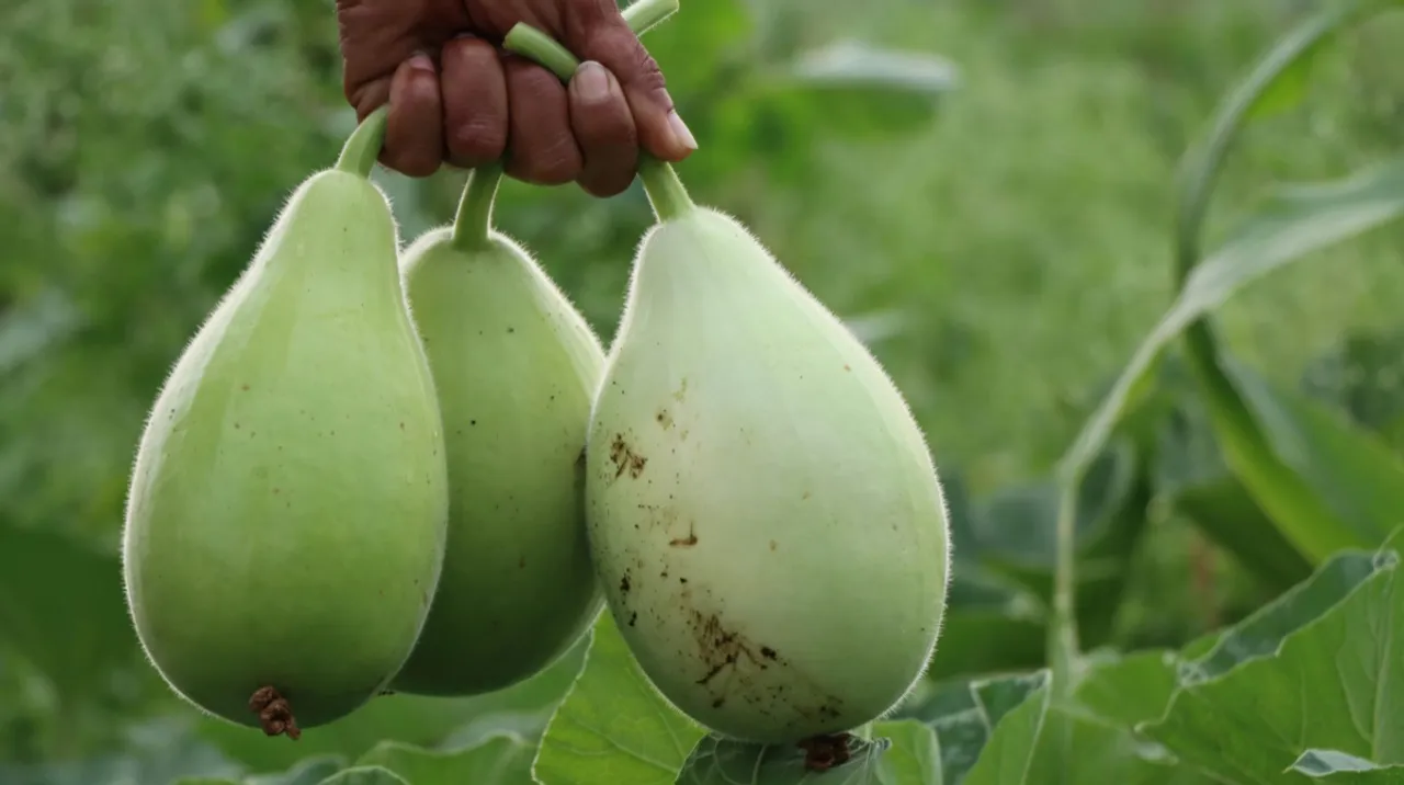 Bottle Gourd: సోరకాయ తింటే అనారోగ్యమా?