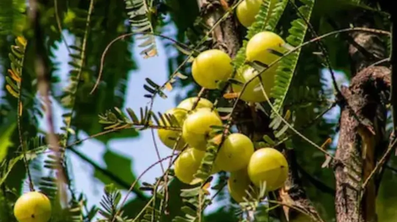 Amla Juice Benefits: ఉసిరి జ్యూస్ తో వ్యాధులు పరార్!