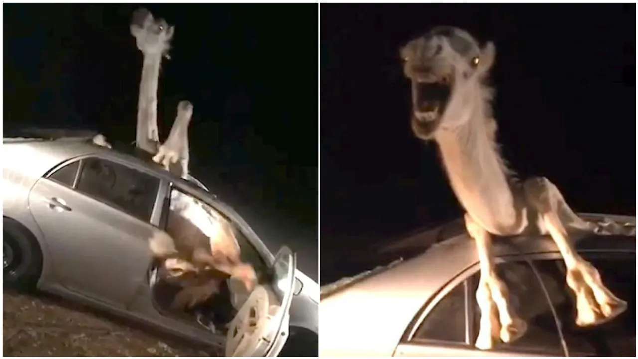 Camel: కారు ఎక్కిన ఒంటే.. ఏకంగా డ్రైవర్ సీట్లోనే: వీడియో వైరల్!