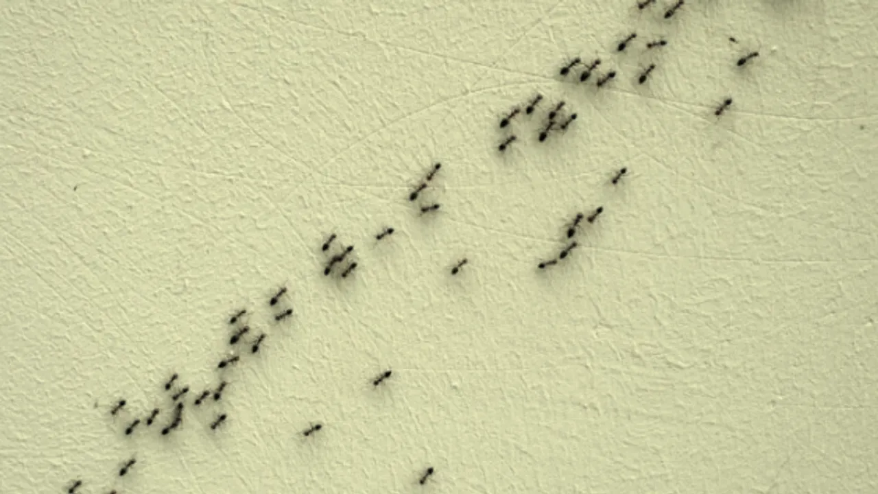 Ants: వంటగదిలో చీమల బెడద ఎక్కువగా ఉందా? ఈ మూడు చిట్కాలు పాటిస్తే చీమలు పరార్‌!