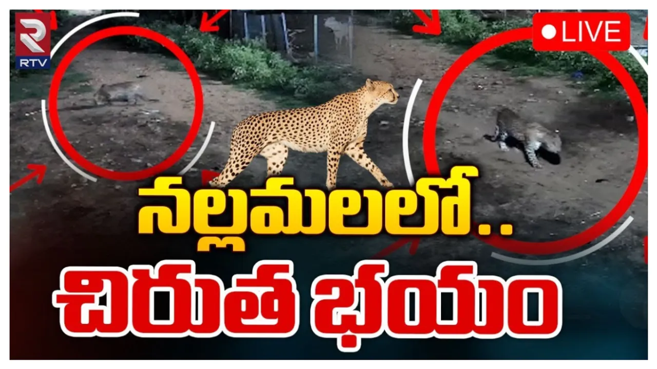 AP: మహనంది పుణ్యక్షేత్రంలో చిరుత కలకలం.. భక్తులకు అధికారుల హై అలర్ట్..!