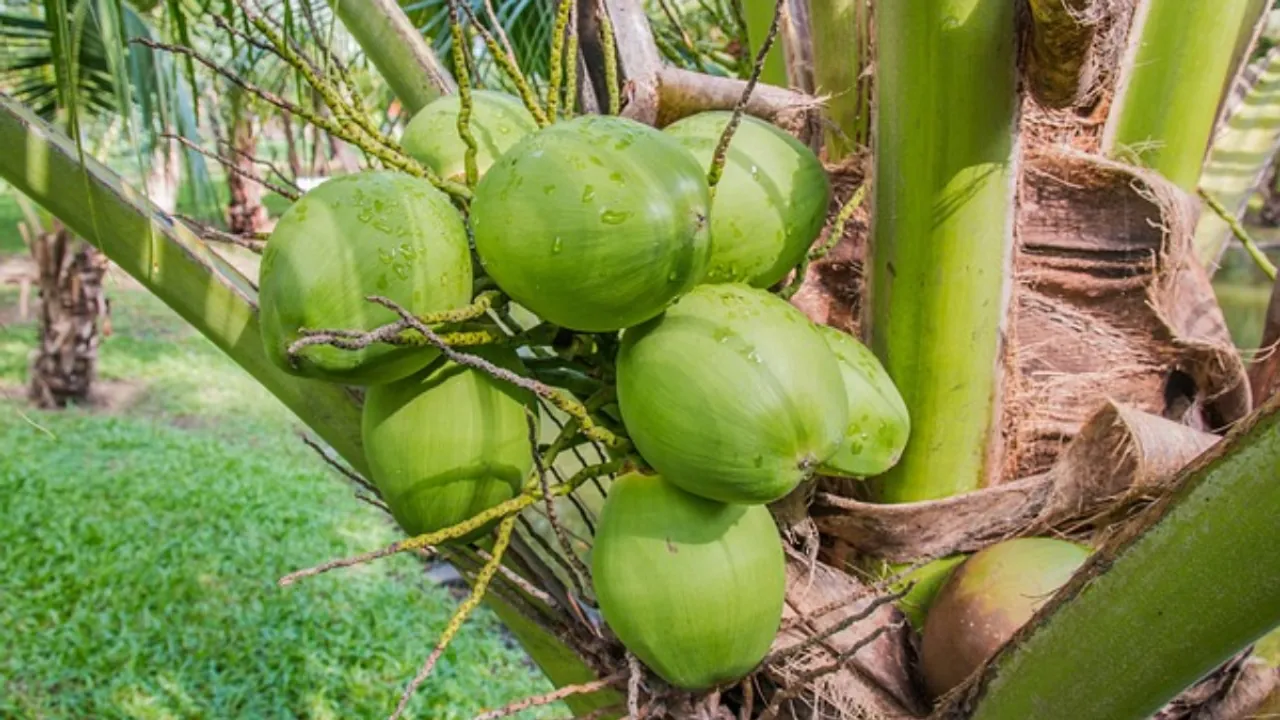 Coconut: కొబ్బరికాయ లోపల నీరు ఎక్కడ నుంచి వస్తుందో తెలుసా?