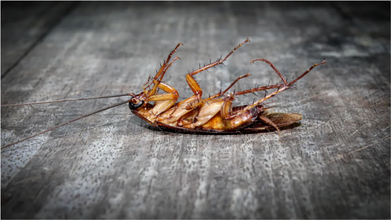 Cockroach Tips: ఇంట్లో బొద్దింకలు ఇబ్బంది పెడుతున్నాయా? ఇలా వదిలించుకోండి!