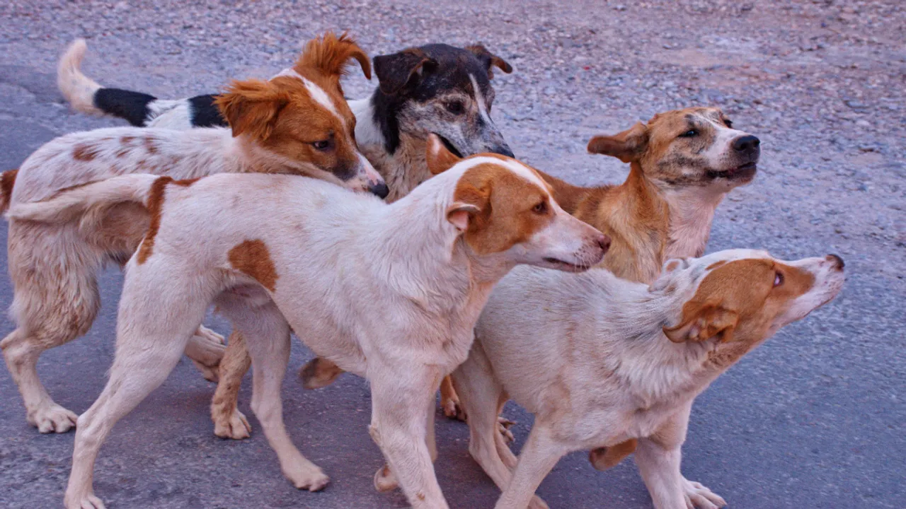 Stray Dog Attack:  ​​వీధి కుక్కలు దాడి నుంచి తప్పించుకోవడానికి ఈ ట్రిక్స్ ఫాలో అవ్వండి..?