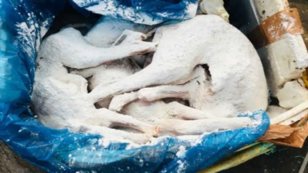 Dog Meat: ఆ ప్రాంతంలో కుక్క మాంసం రవాణా !