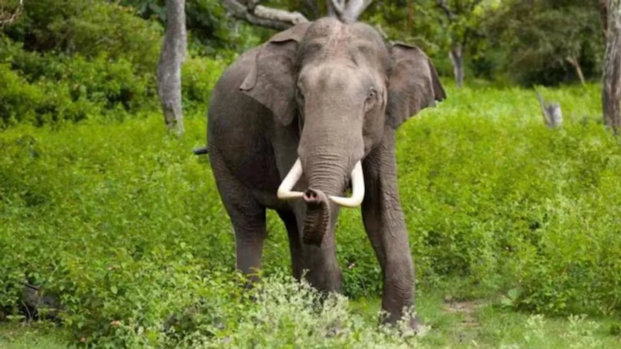 Elephant Attack: ఎనుగుల దాడి.. ఇద్దరు మృతి