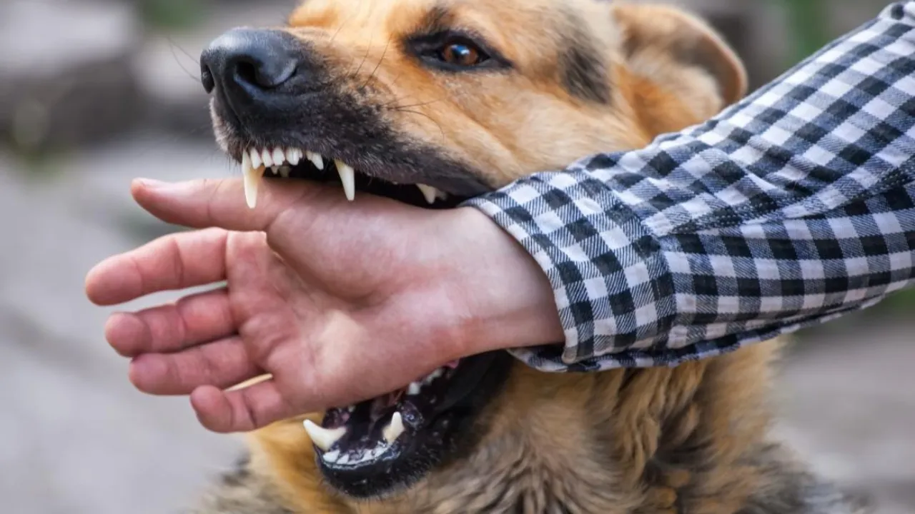 Dogs Bite: కుక్కకాటుతో ఒకే ఏడాదిలో 286 మరణాలు.. కేంద్రం వివరణ