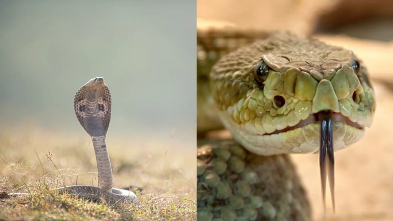 Snakes: పాములు ఈ 10 విషయాలకు భయపడతాయి.. తెలుసుకుంటే మీరు సేఫ్‌!