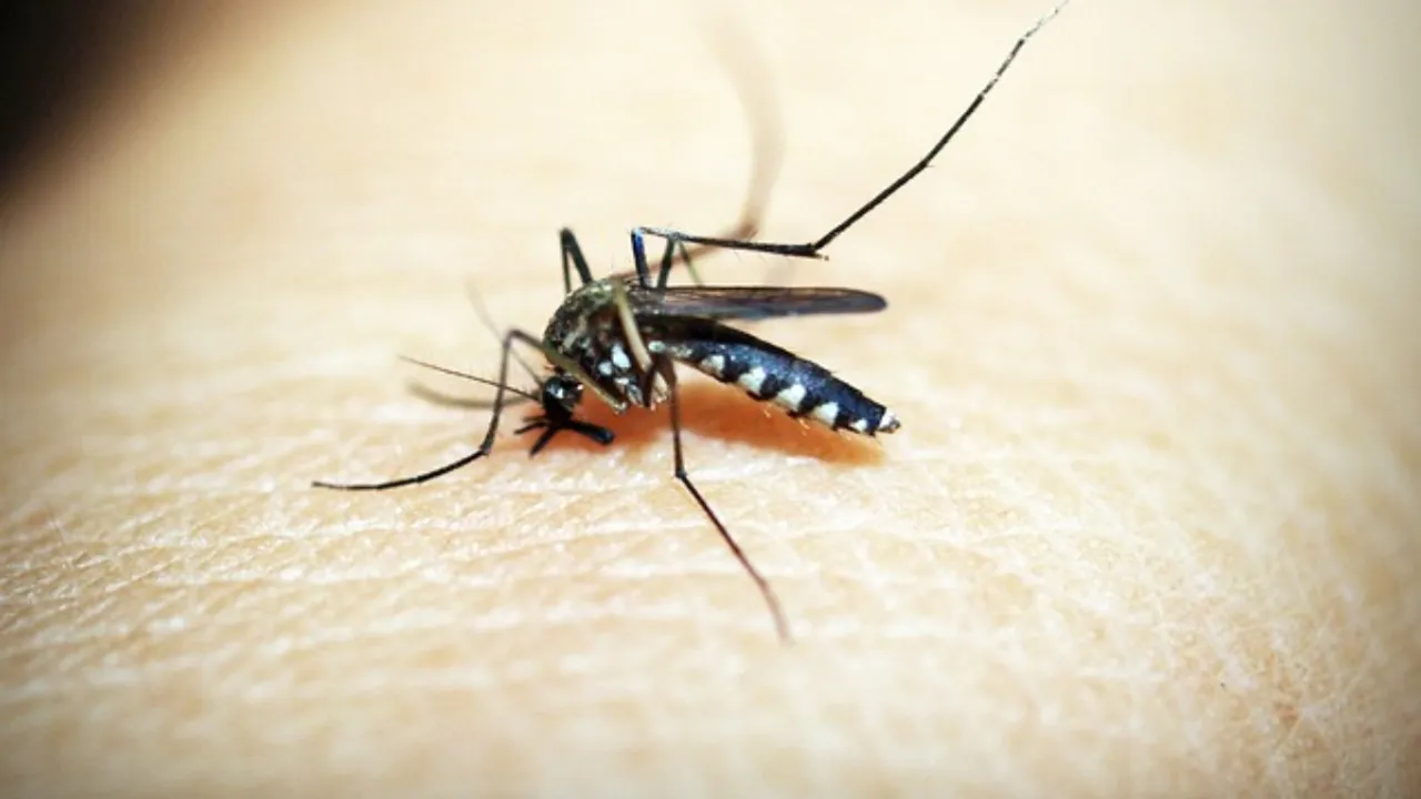 Dengue: డెంగీతో మరణించే ప్రమాదం ఎవరికి ఎక్కువగా ఉంటుంది? తప్పక తెలుసుకోండి!