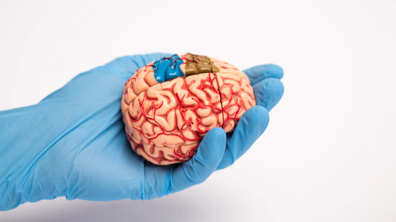 Brain Health: మెదడు ఆరోగ్యంగా ఉండటానికి ఈ మూడు విటమిన్లు ముఖ్యం.. అవేంటో తెలుసుకోండి!