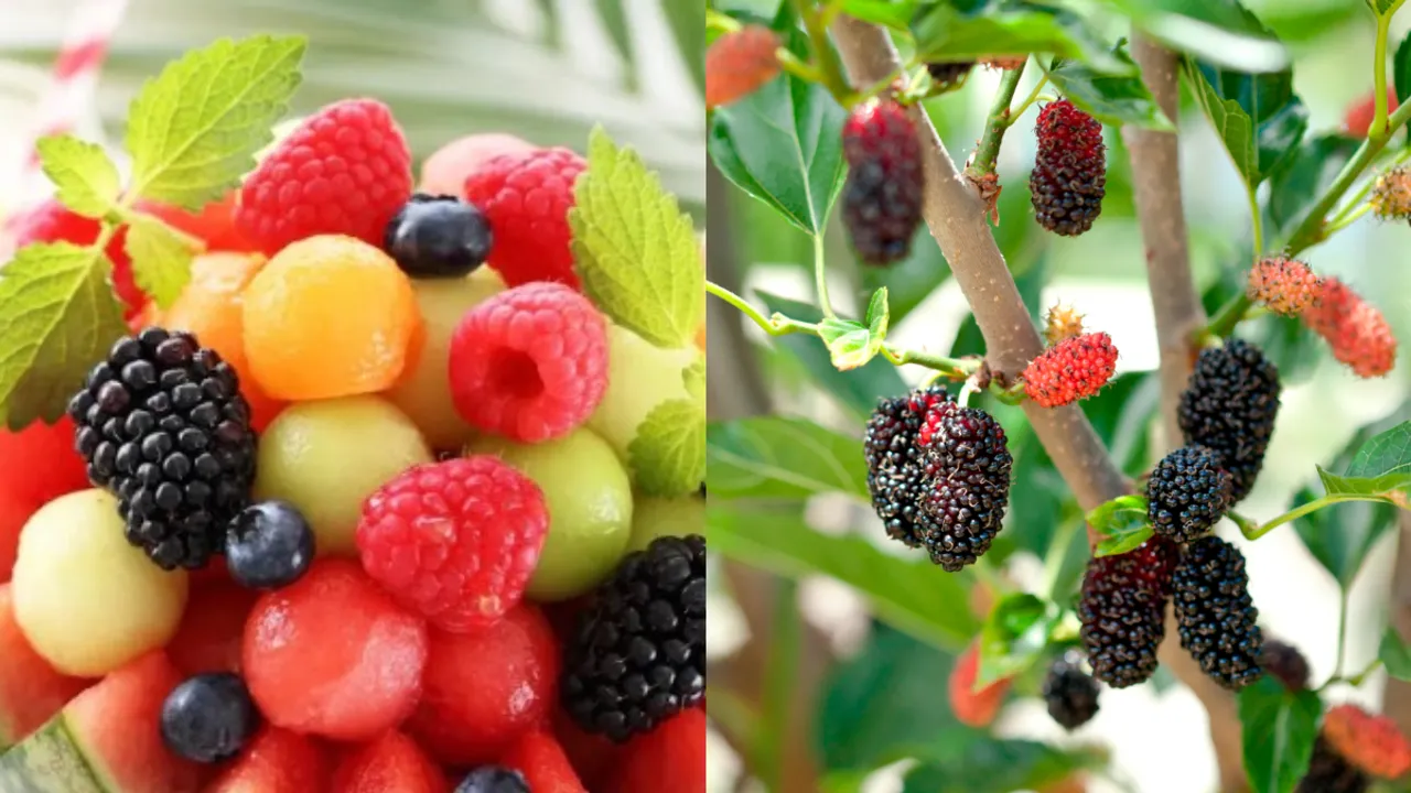 Fruits: పొట్టు లేదా గింజలు లేని పండు ఏది? 99 శాతం మందికి తెలియని నిజం ఇది!