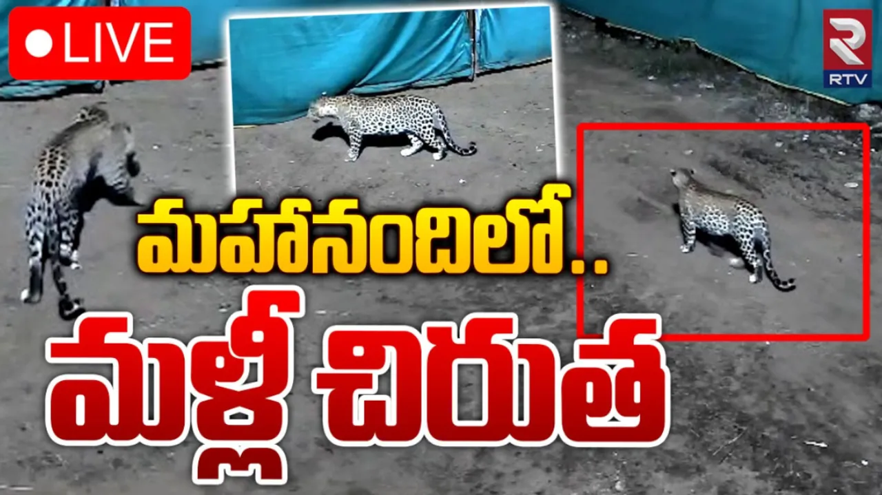 Mahanandhi: మహానందిలో మరోసారి చిరుత కలకలం!