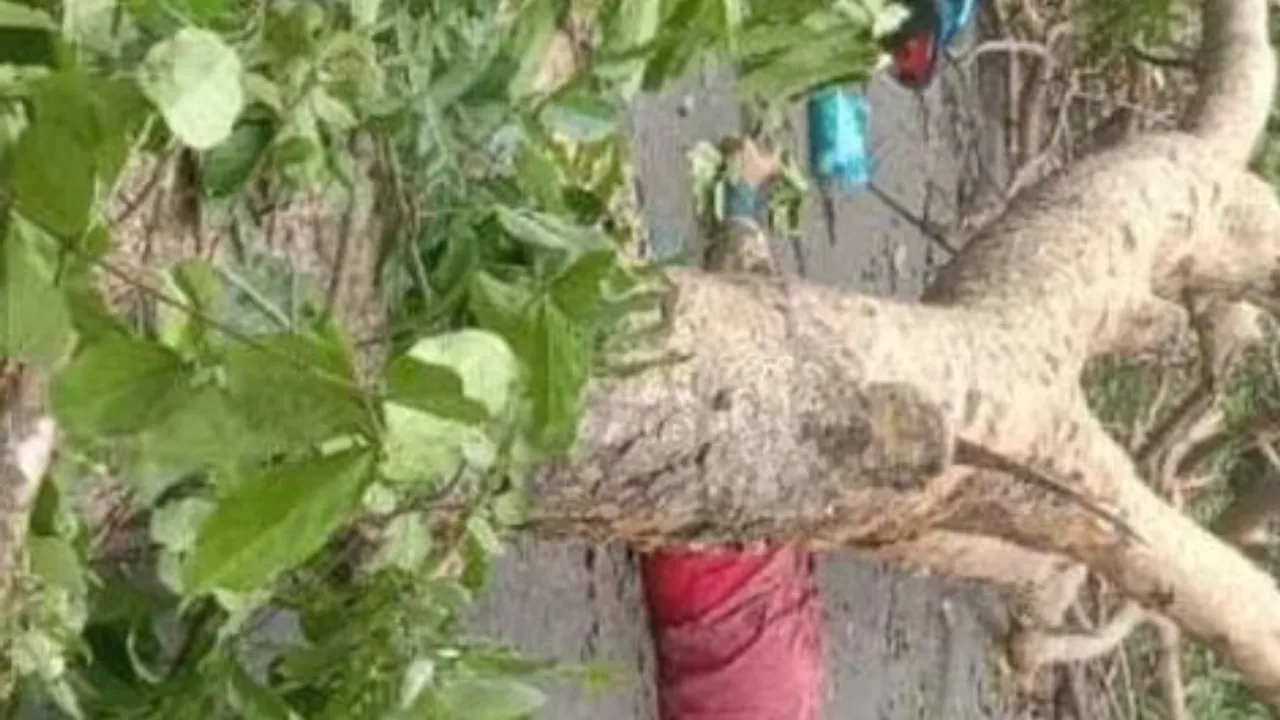 TS: కూలిన భారీ వృక్షం.. బైక్‌పై వెళ్తున్న వ్యక్తి మృతి..!