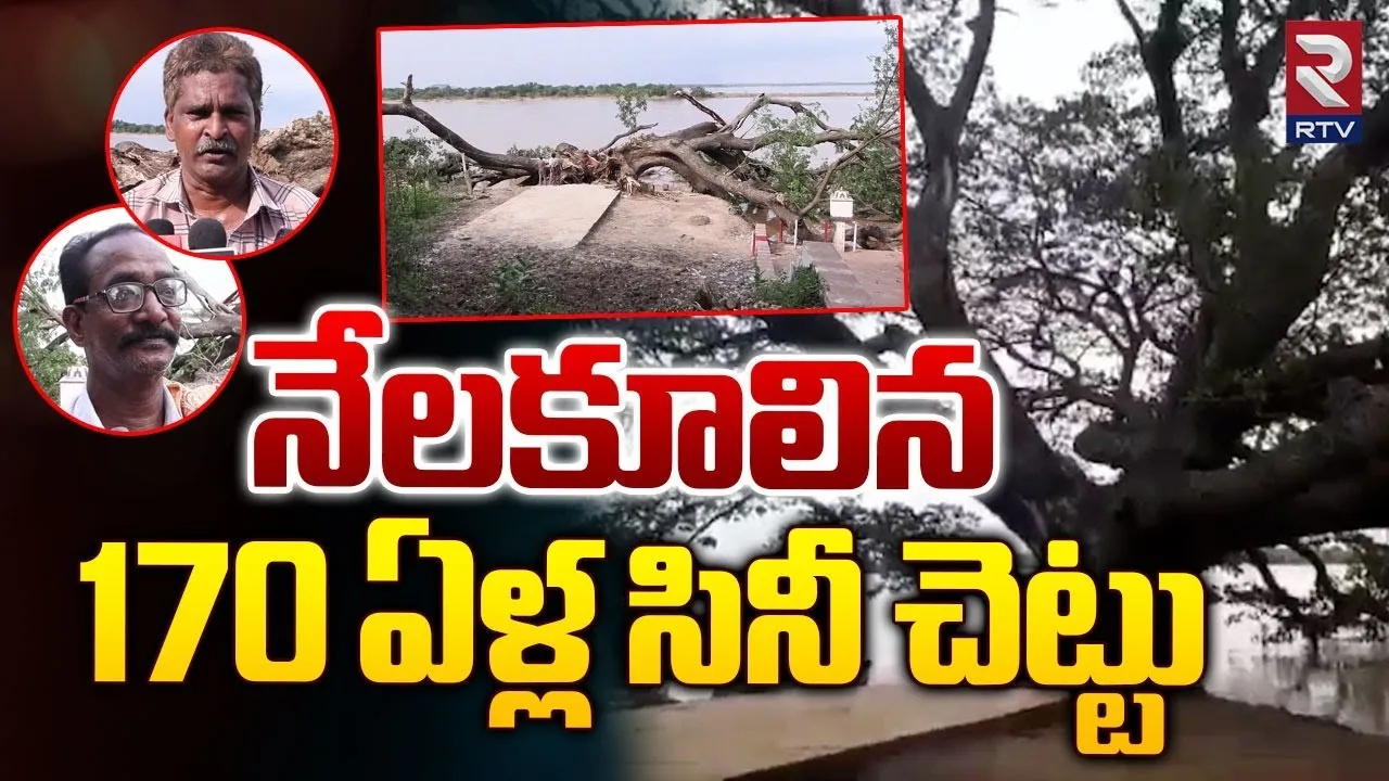 Movie Tree : నేల కూలిన సినిమా చెట్టు... ఈ చెట్టు ఉంటే.. కచ్చితంగా హిట్టు!