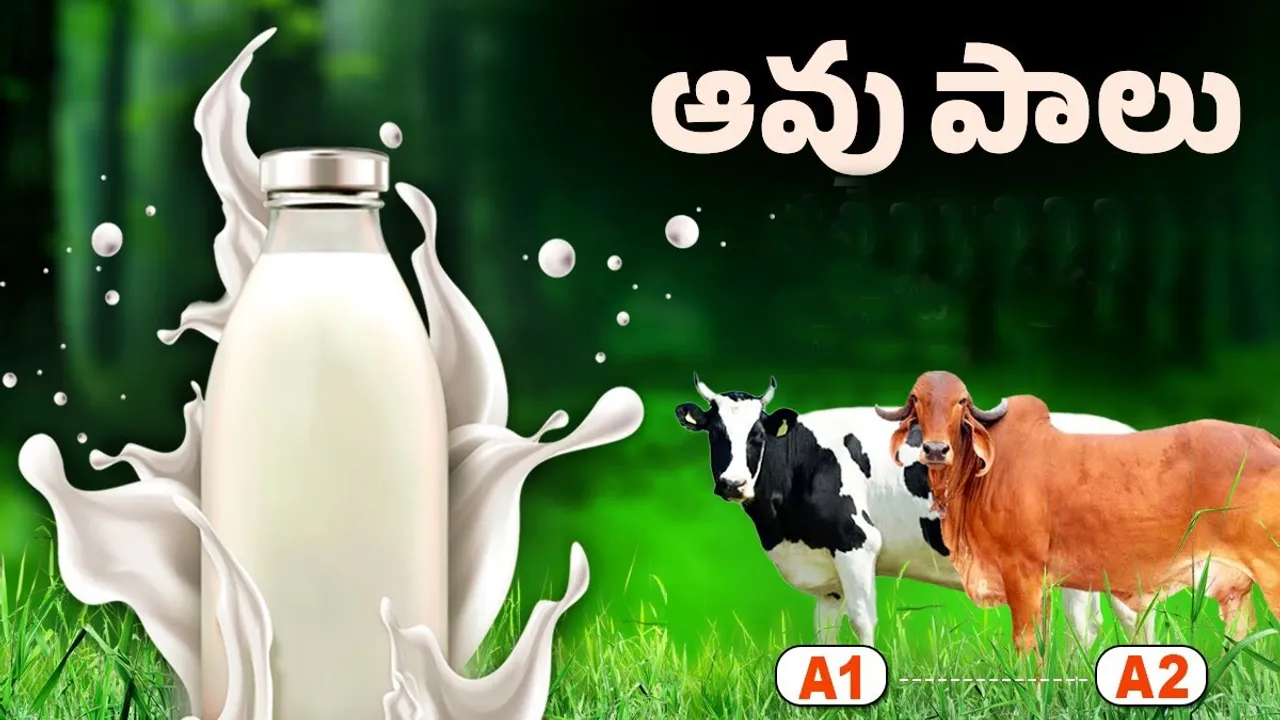 Cow Milk: ఆరోగ్యానికి ఆవుపాలు..లీటరు 4 వేలు..జనాన్ని ముంచేస్తున్నారు 