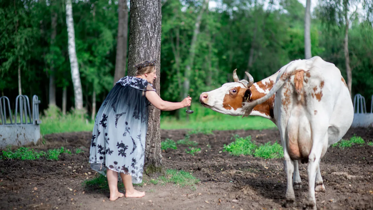 Indian Cows: ఆవుకు అవి తినిపిస్తే.. సంతానం, సంతోషం అన్నీ మీ సొంతం!