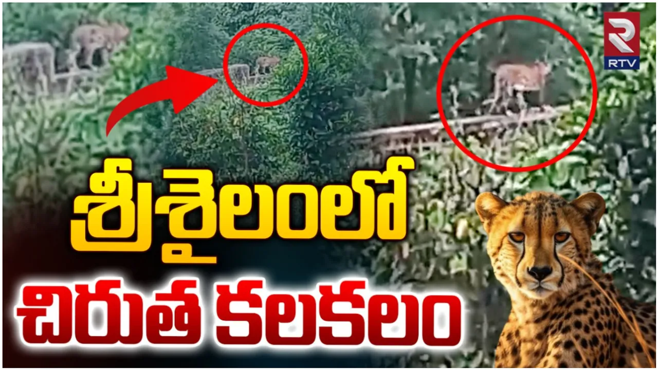Srisailam : తెలుగు యూనివర్సిటీలో చిరుతపులి సంచారం.. వీడియో వైరల్!