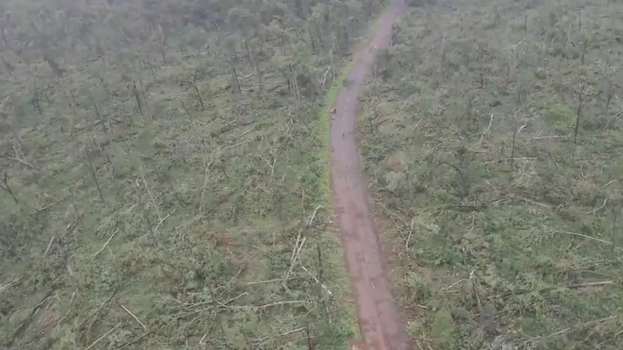 Trees Fell Down: ఆ 50 వేల చెట్లను మింగిందెవరు.. ఏటూరునాగారం అడవుల్లో అసలేం జరుగుతోంది?