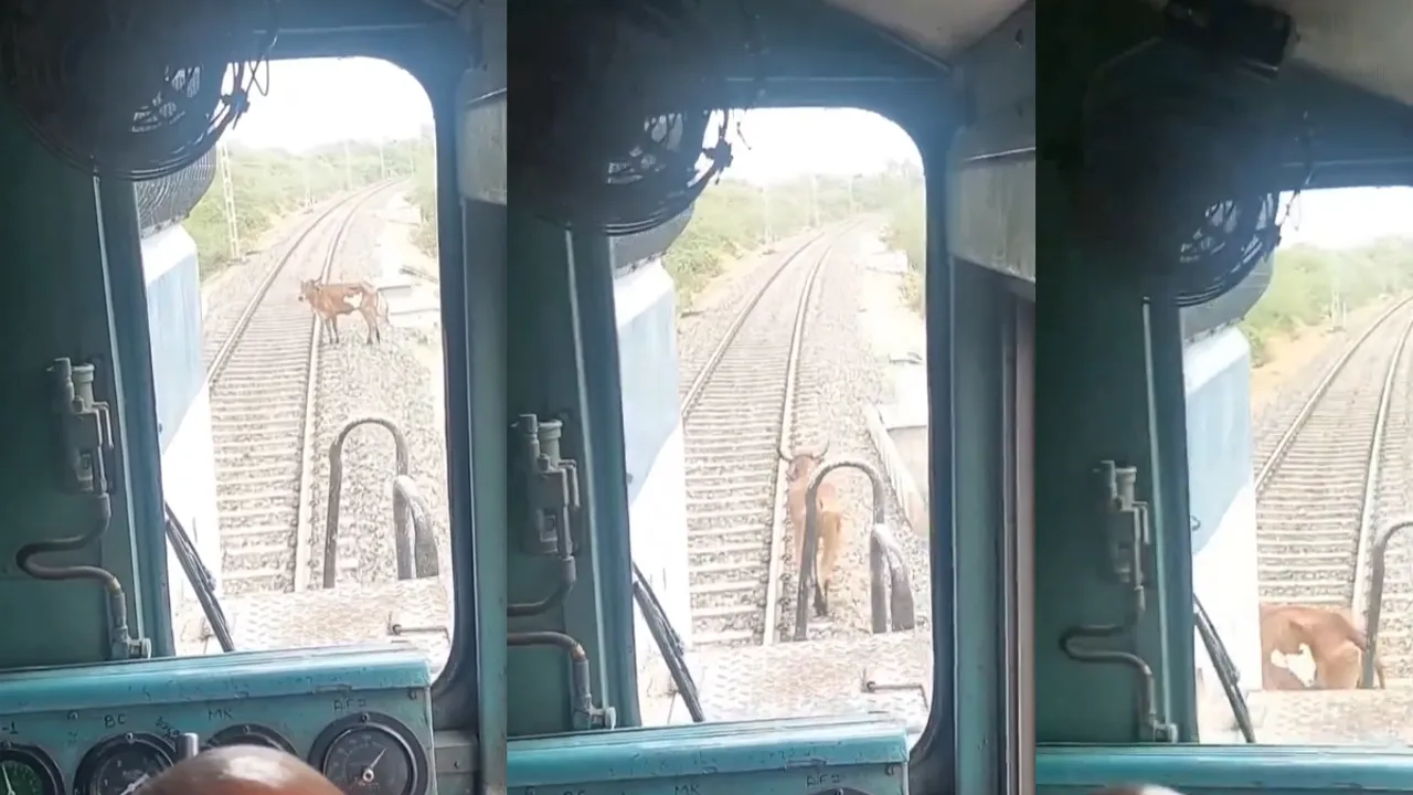 Viral Video: రైలు వస్తుండగా ట్రాక్ పైకి ఆవు.. ఏం జరిగిందంటే.. 
