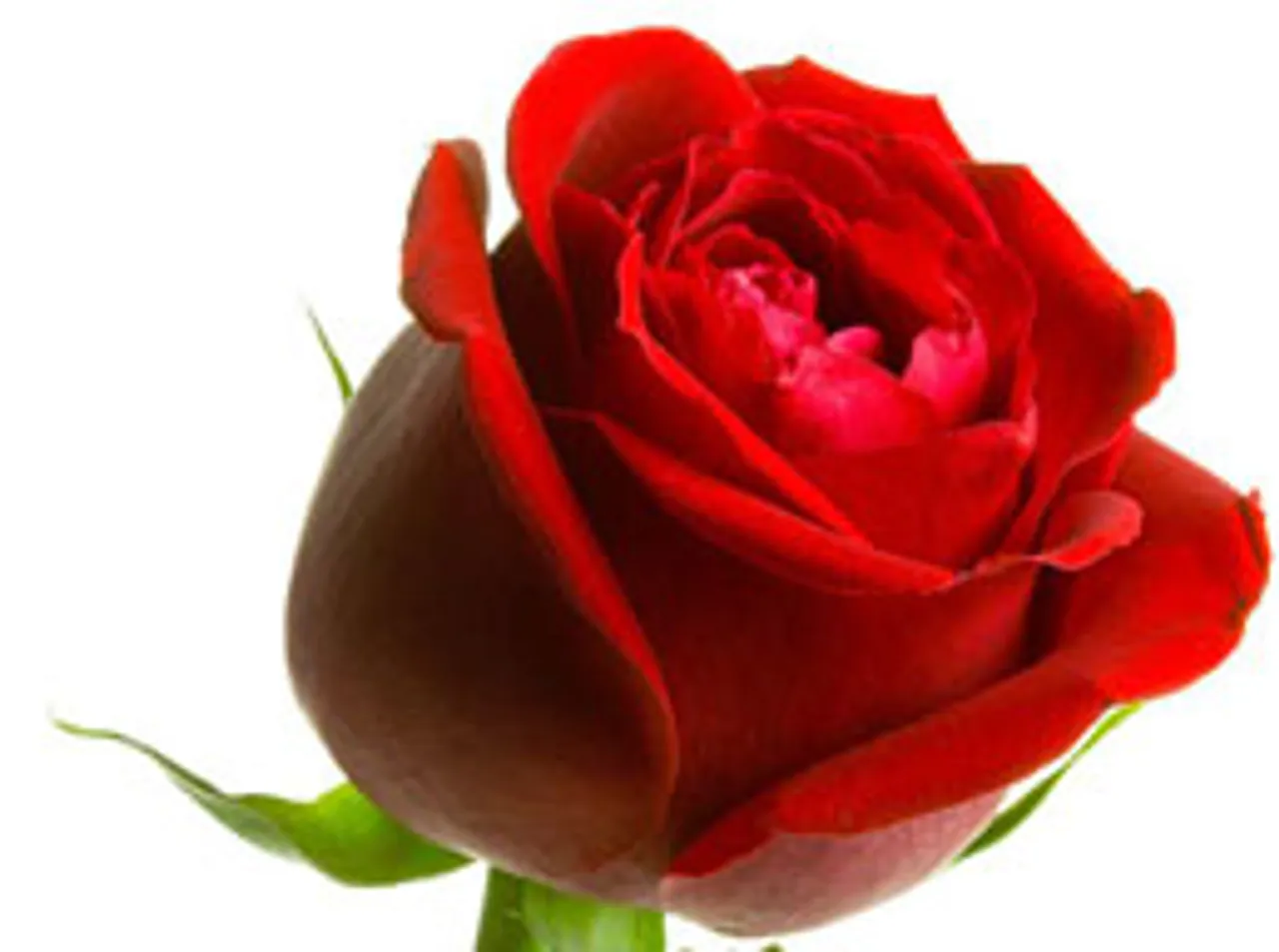 rose flavour of the season