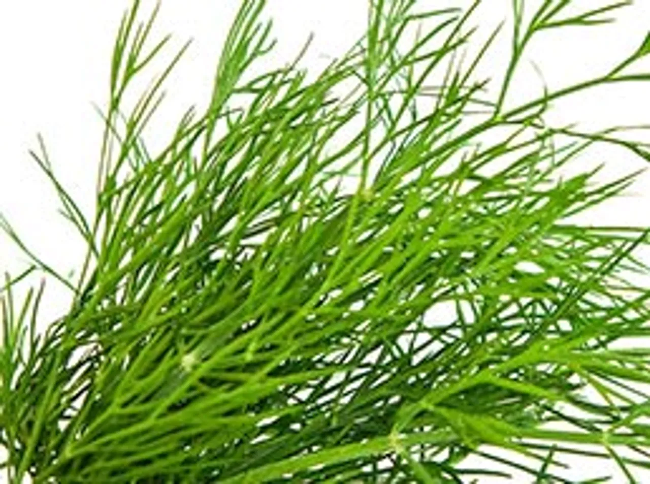 dill hi to hai