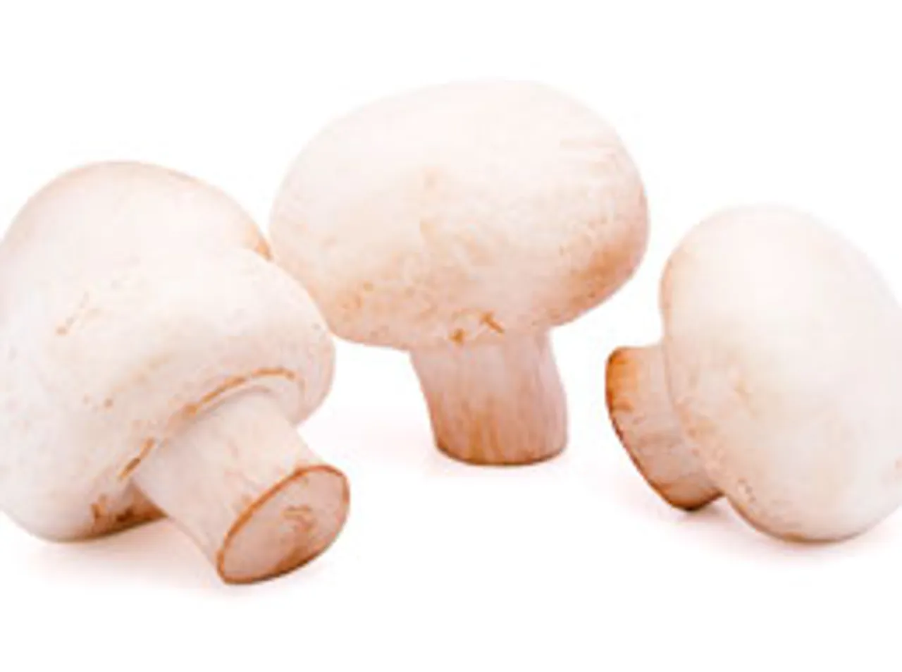 tips from a mushroom fan