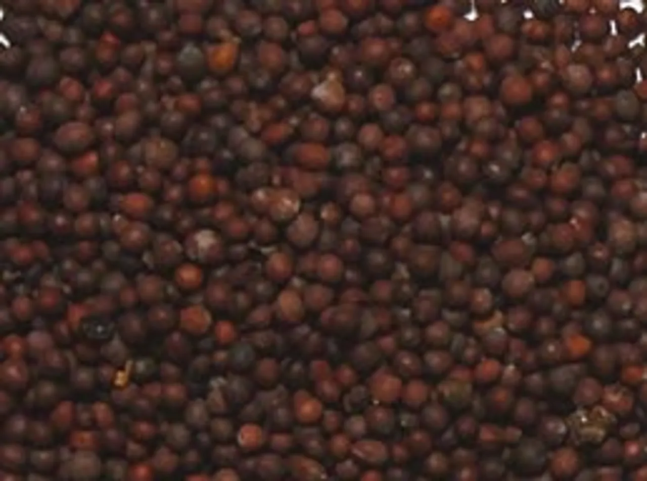 mustard seeds