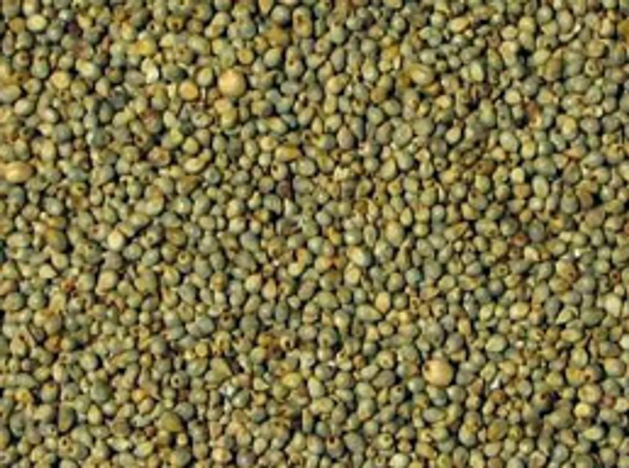 Bajra
