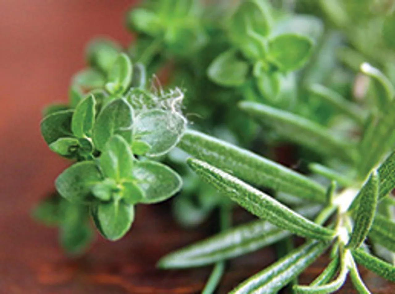 A brief on the flavourful herb thyme