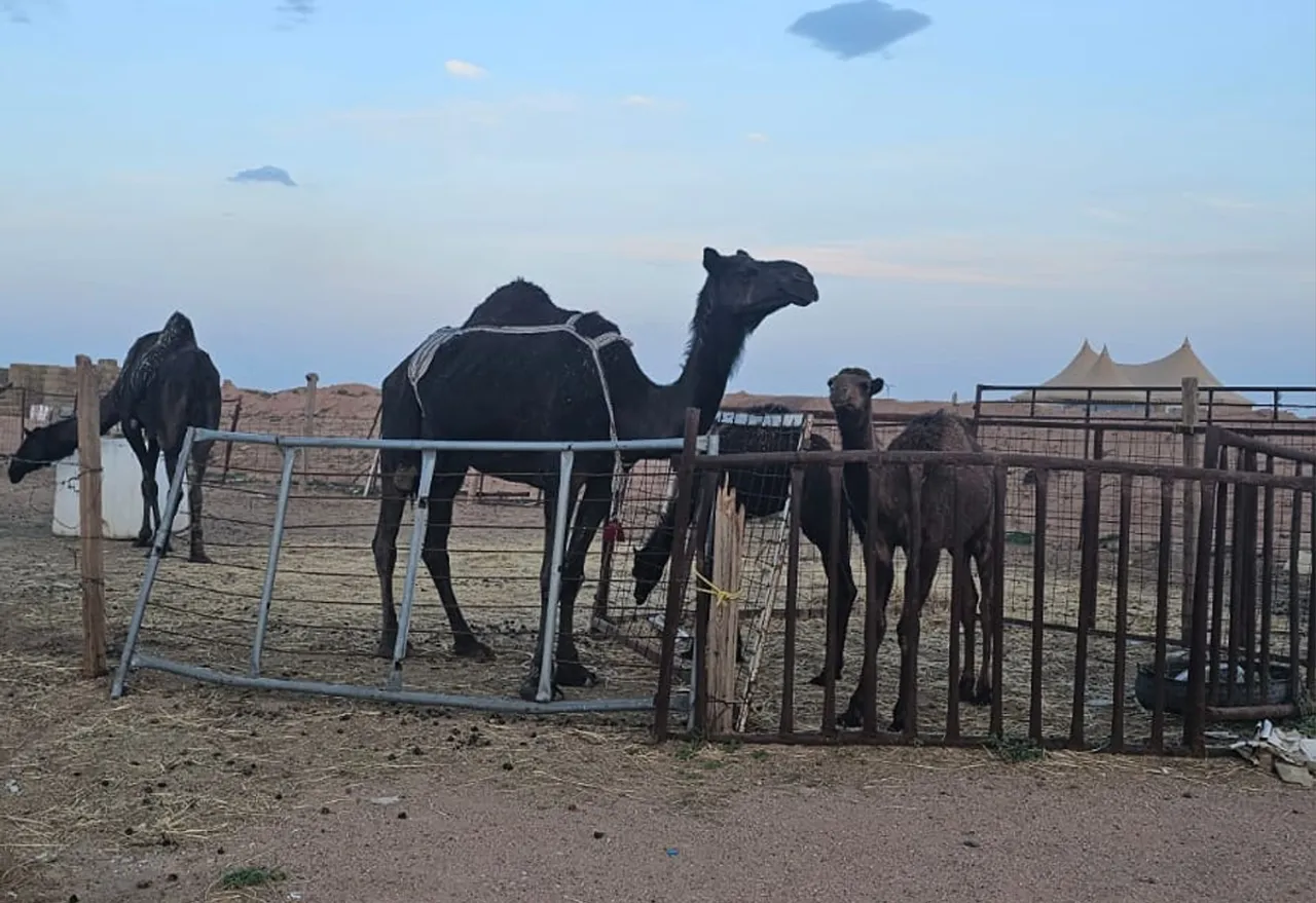 camel-5