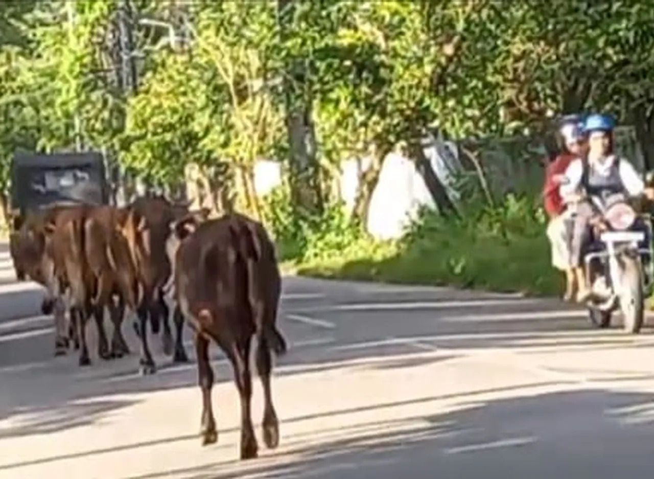 cows on road