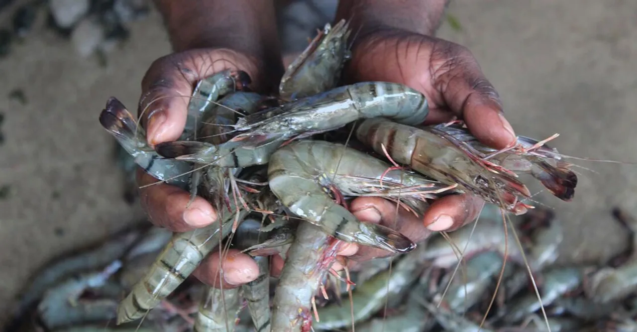 prawn000000