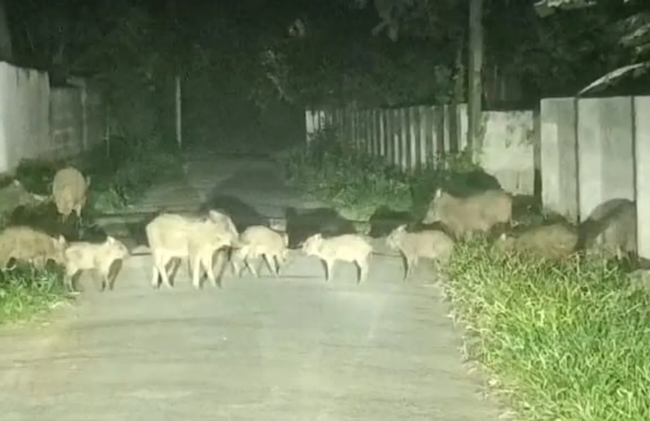 wild bore crossing the road