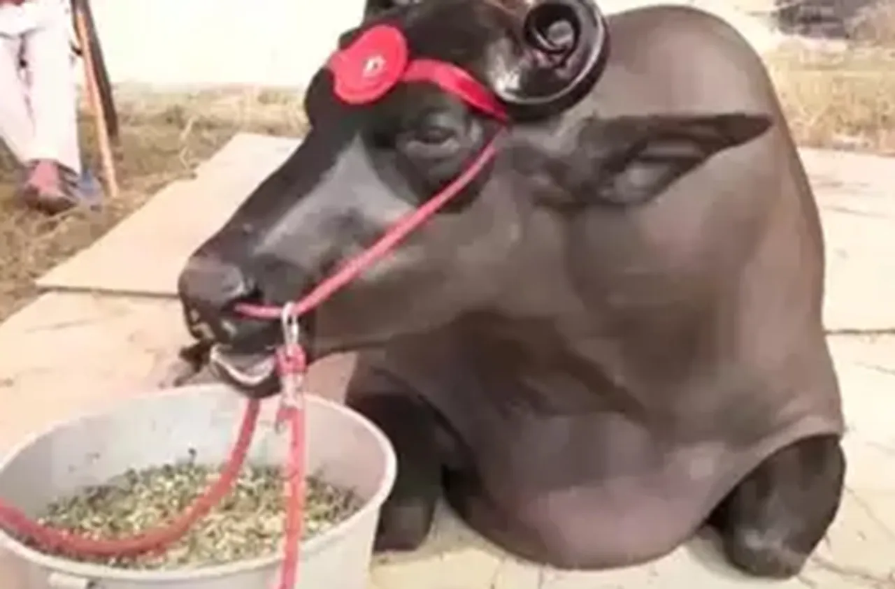 anmol buffalo