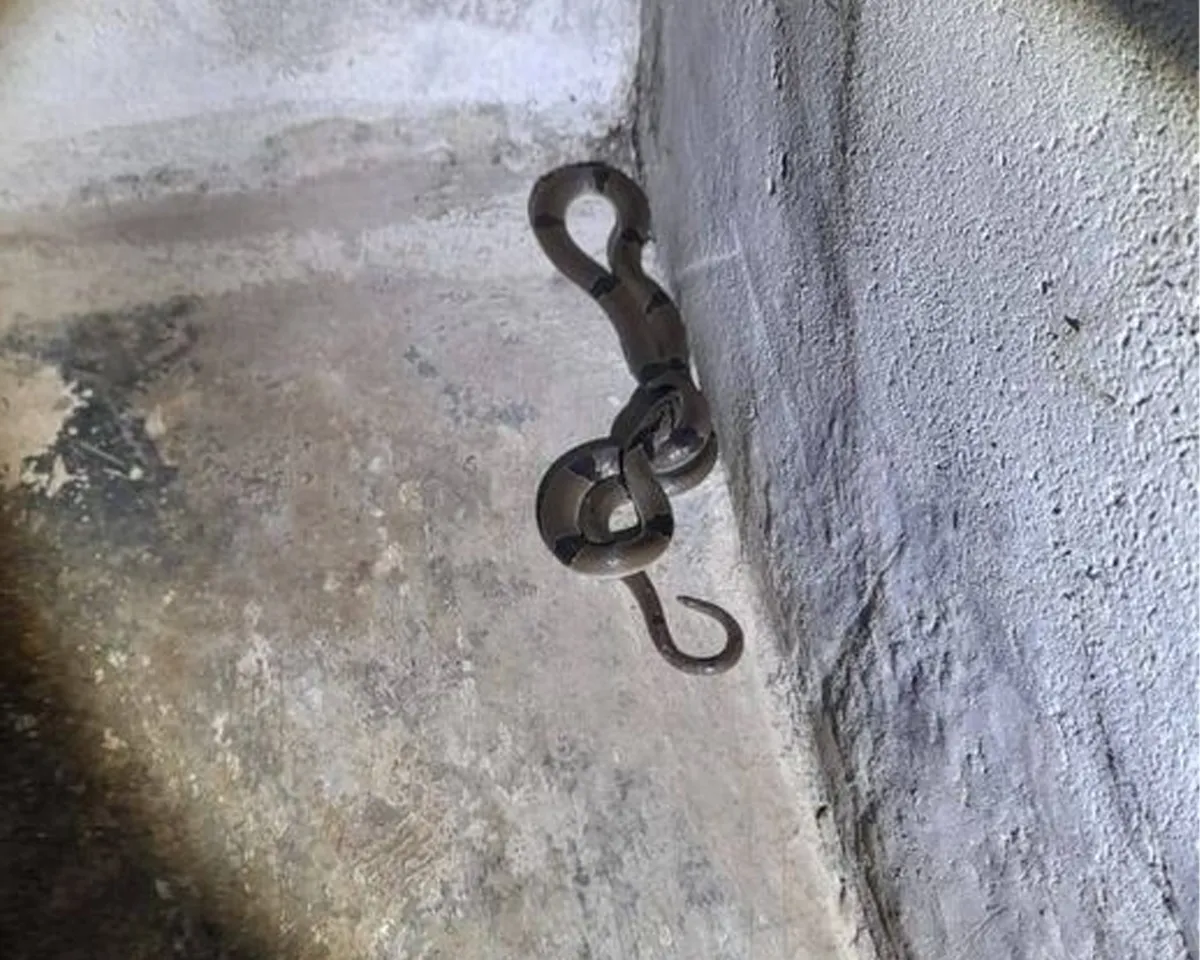 snake in building