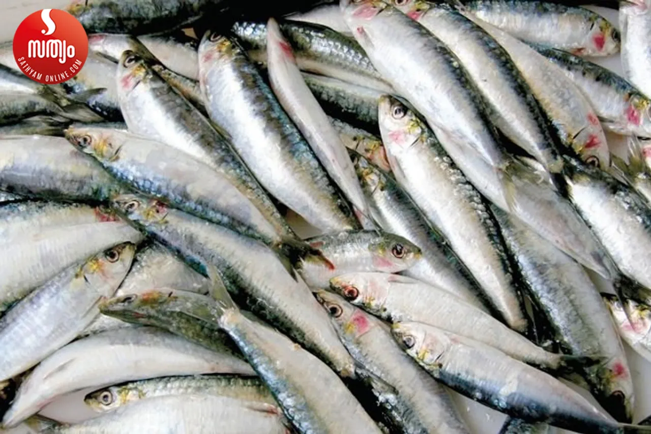 sardine fish-4